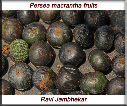 Persea macrantha fruit